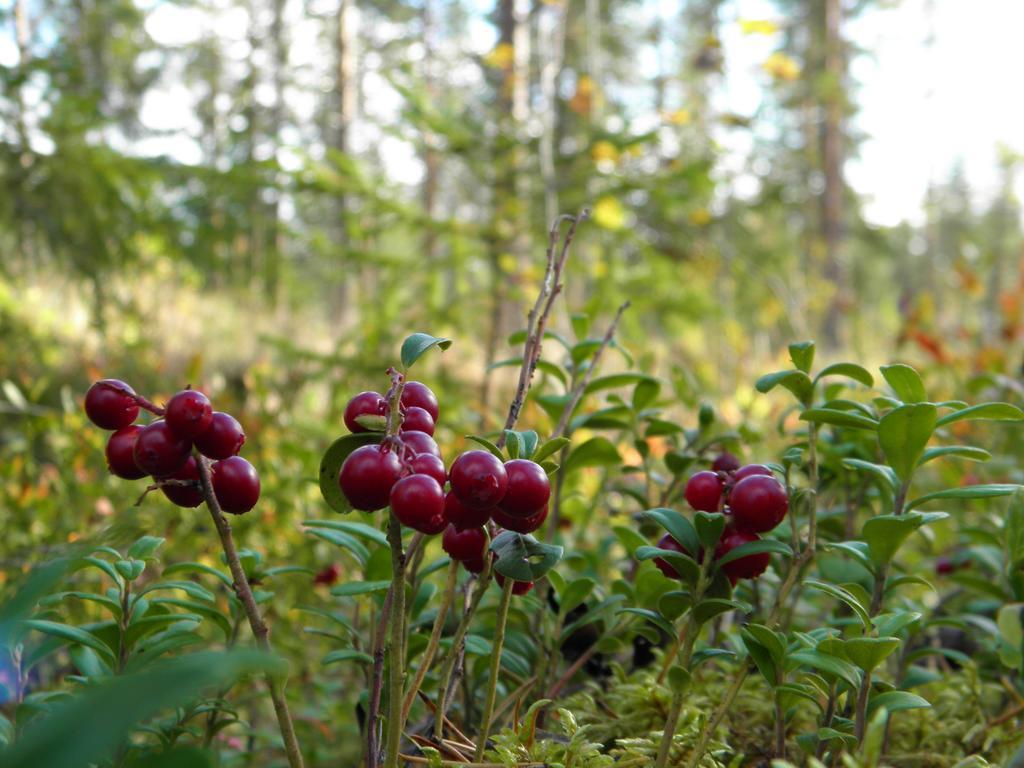 Loikansaari Lomamoekit Holiday Cottages Kallislahti ภายนอก รูปภาพ